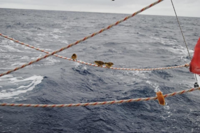 Compagni di traversata